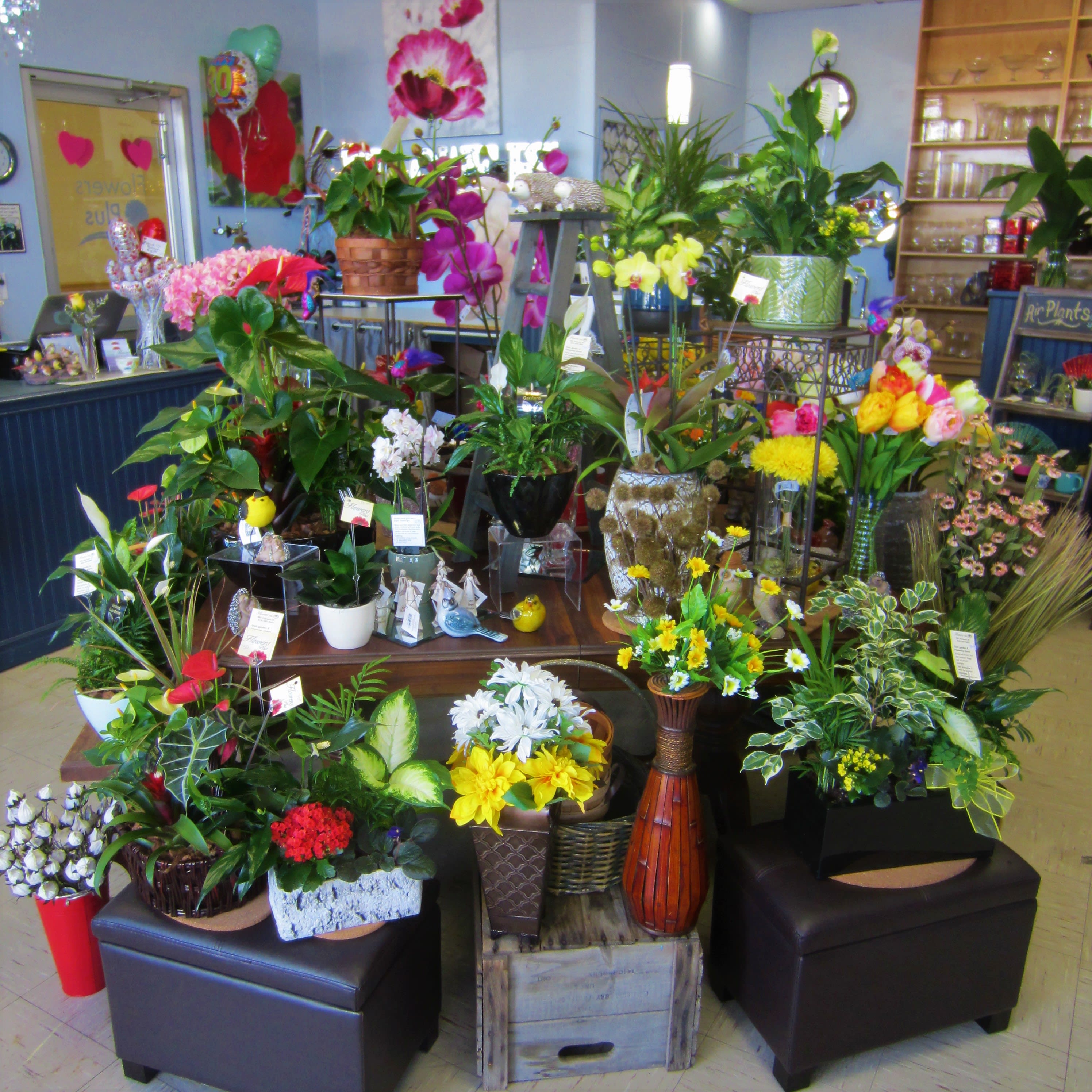 About Flowers Plus Reviews, Hours & Delivery in Sarnia ON
