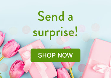 Pink tulips and pink wrapped gifts on a blue background - flower delivery in Sarasota-Bradenton