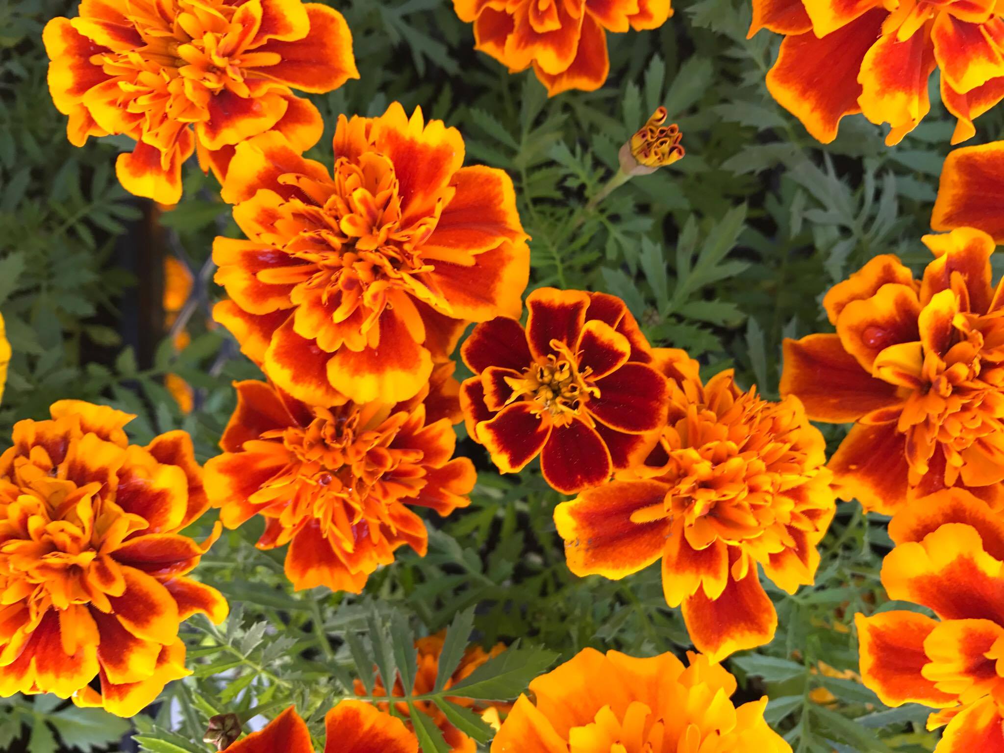 About Flowers by Peter Reviews, Hours & Delivery in Flushing NY