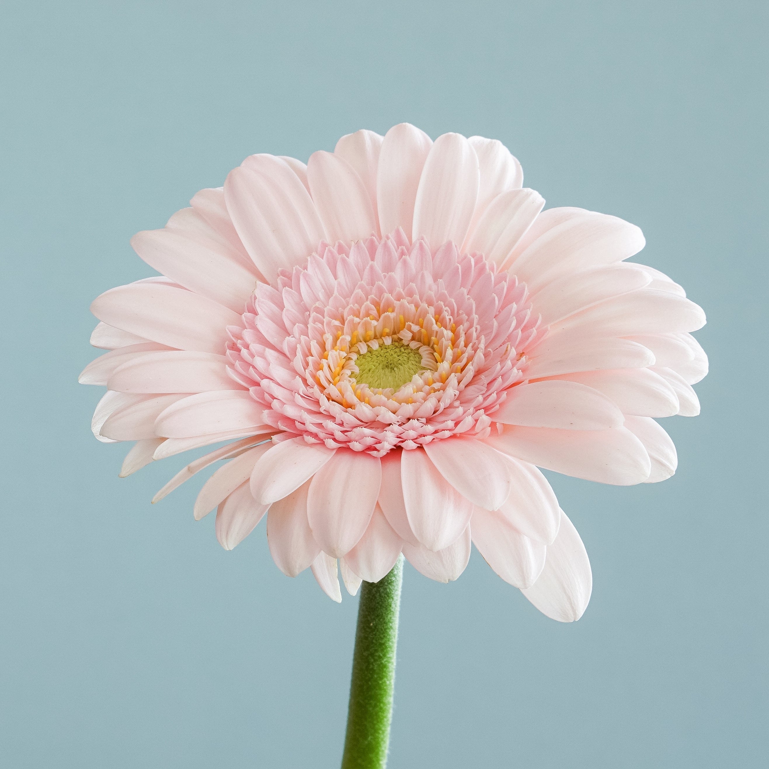 Bailstone Flower Shop - Real Local Florist