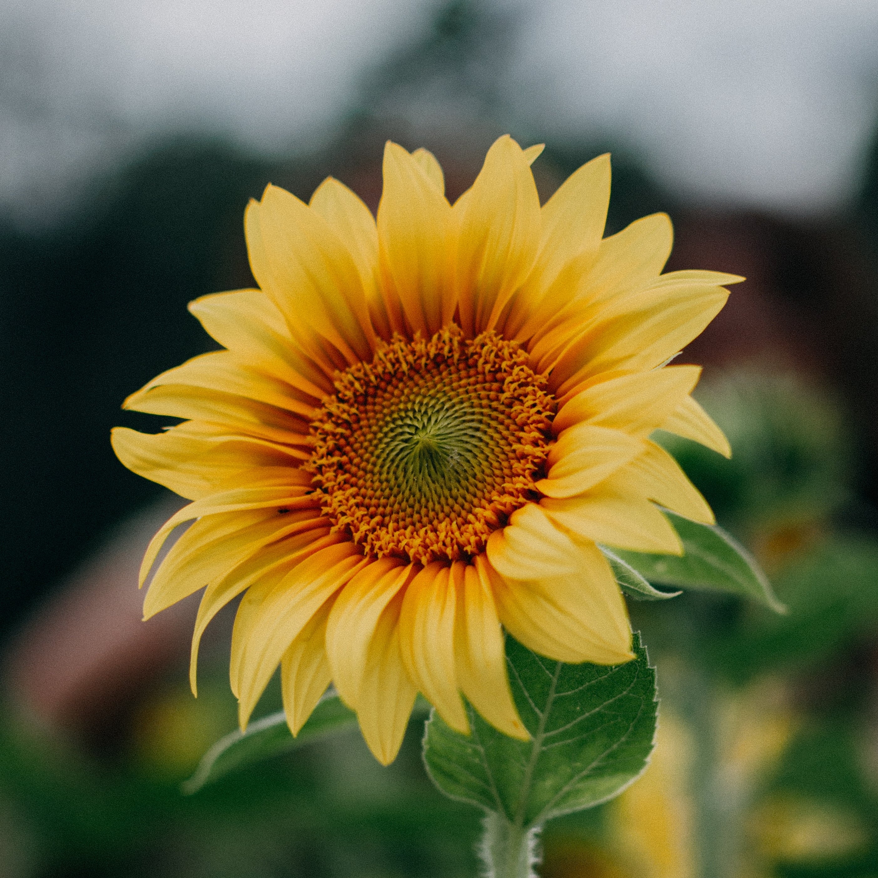 Alfie's Attic - Real Local Florist
