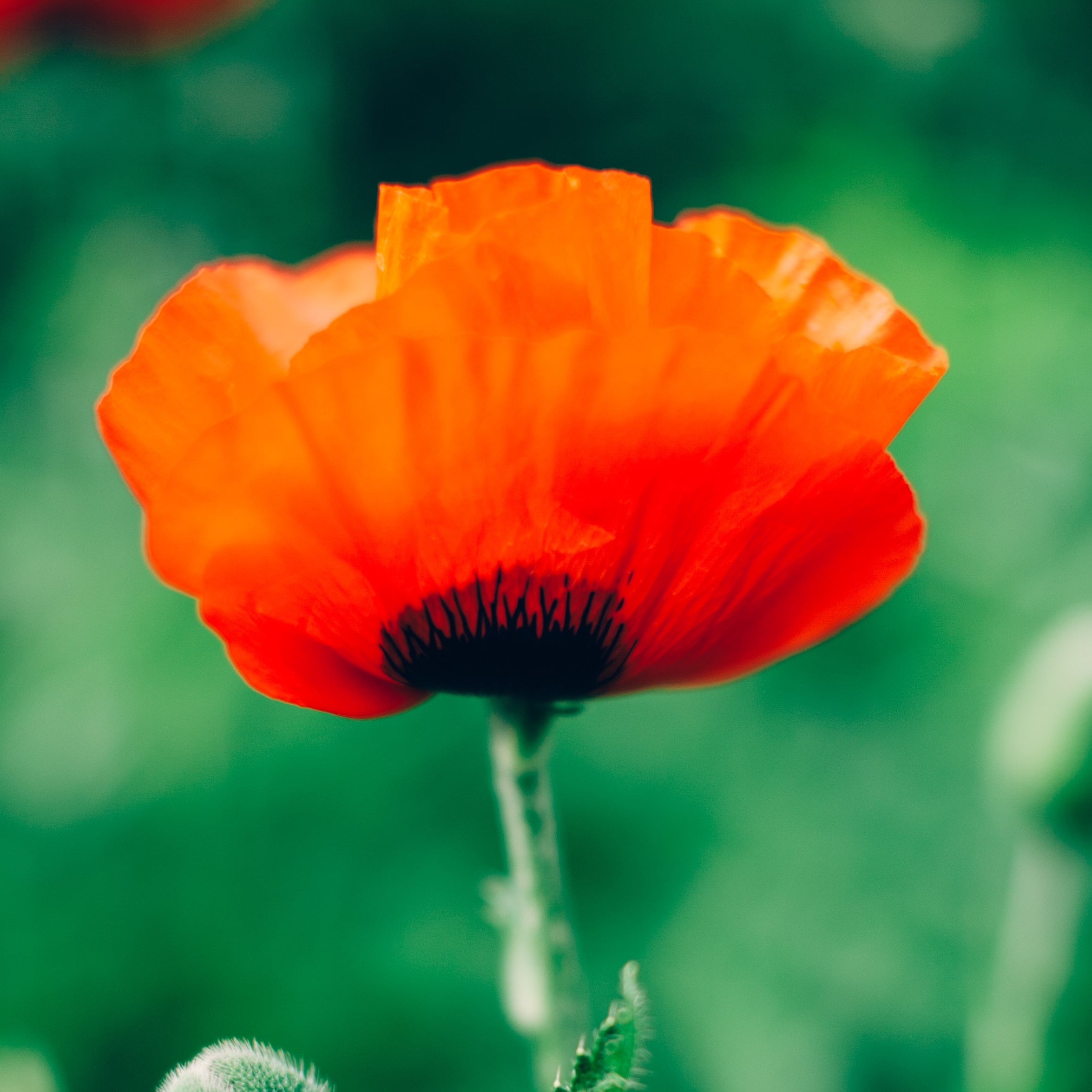 Ann's Flowers - Real Local Florist