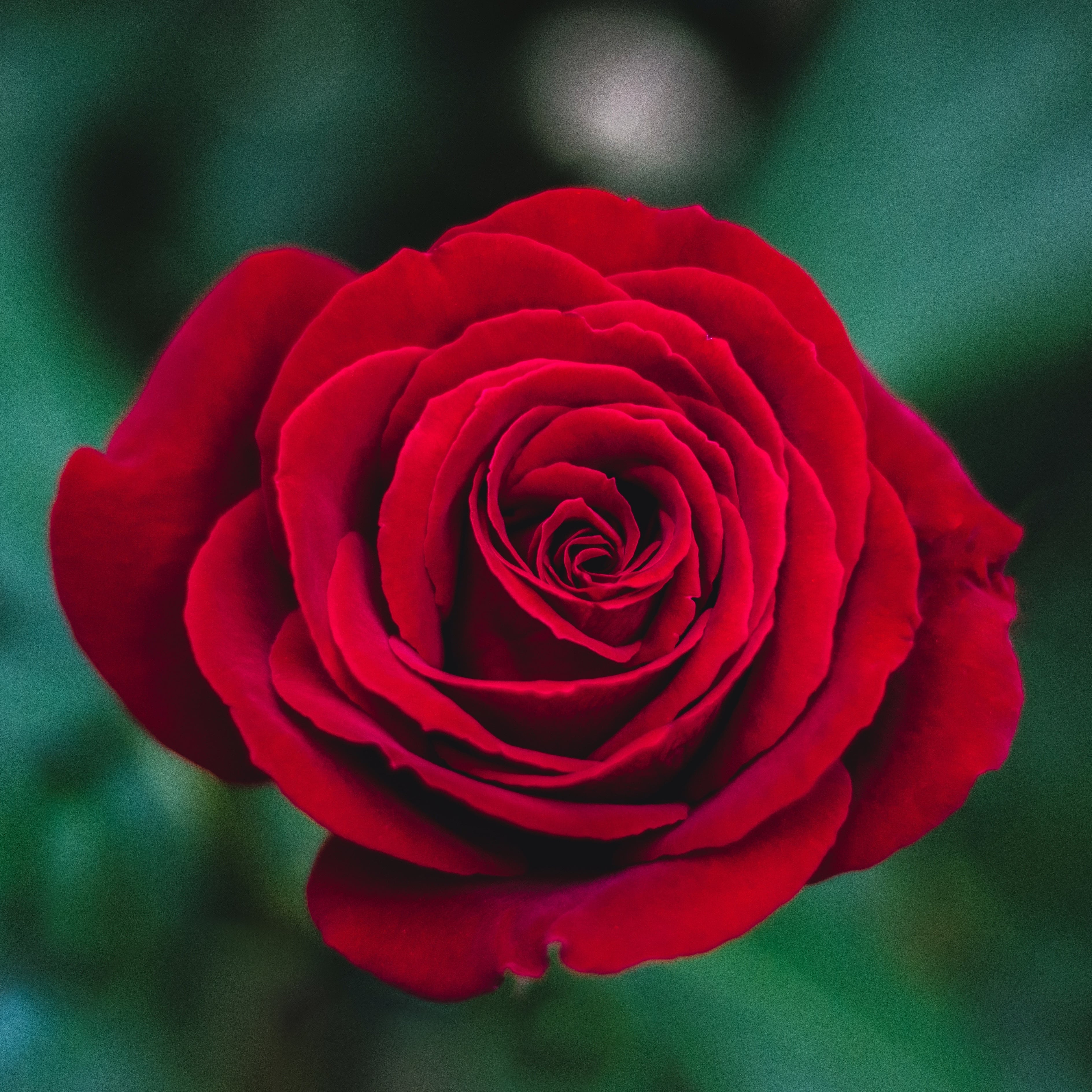 Clemmons Florist Inc. - Real Local Florist