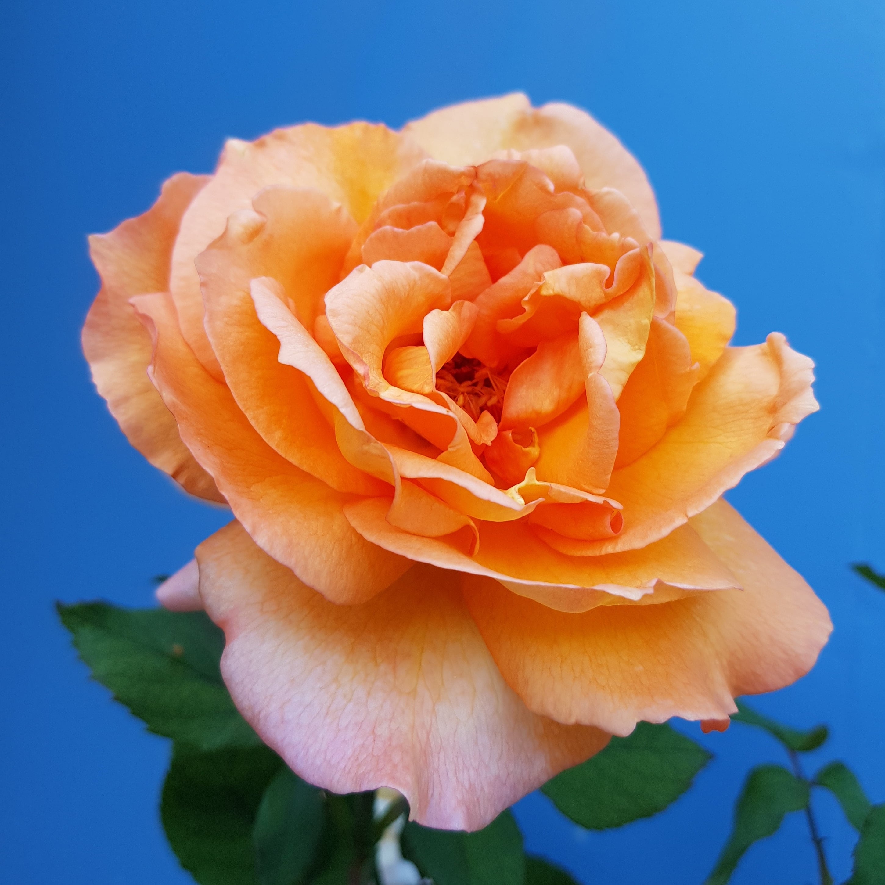 Enchanted Flowers - Real Local Florist