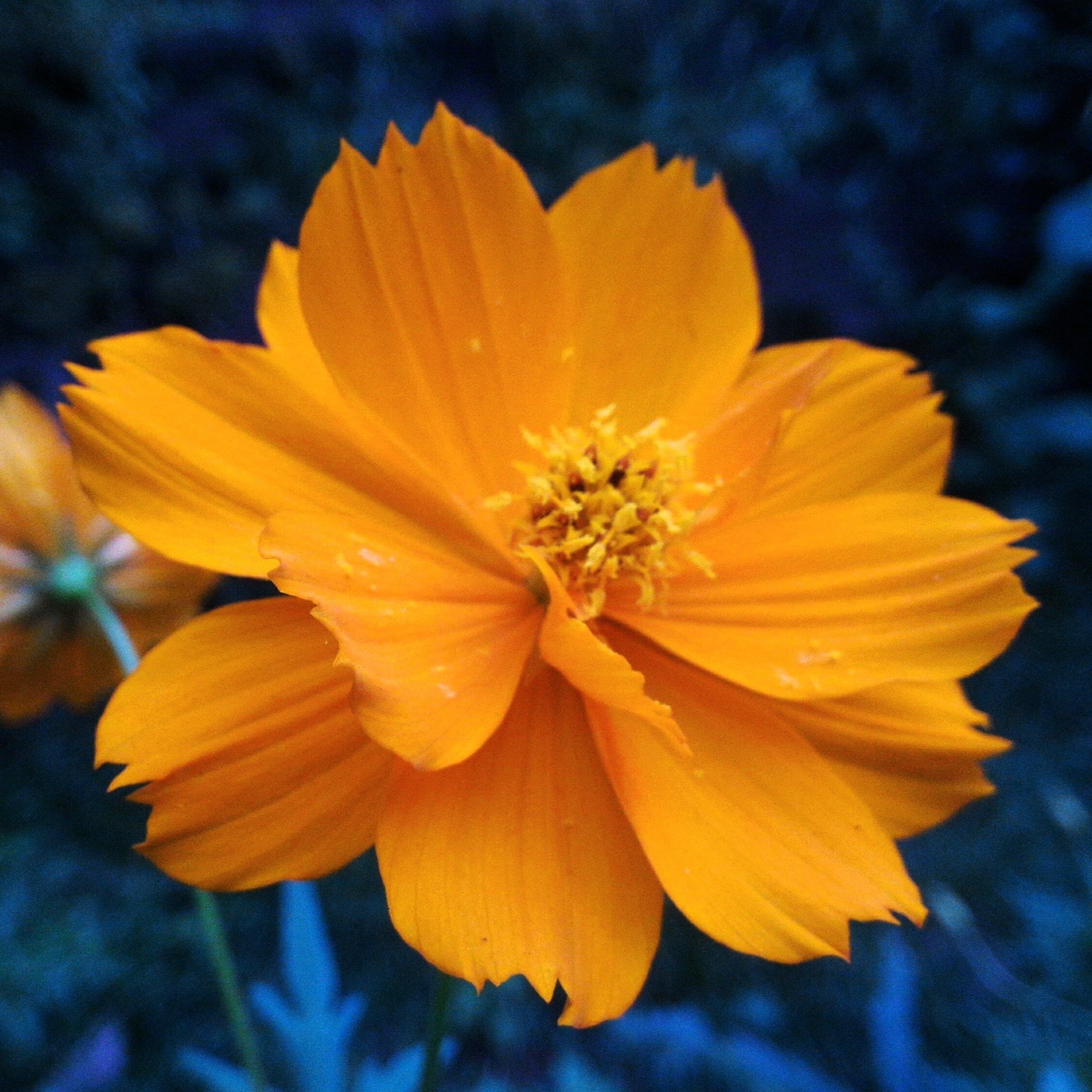 Hoffman's Florist & Greenhouse - Real Local Florist