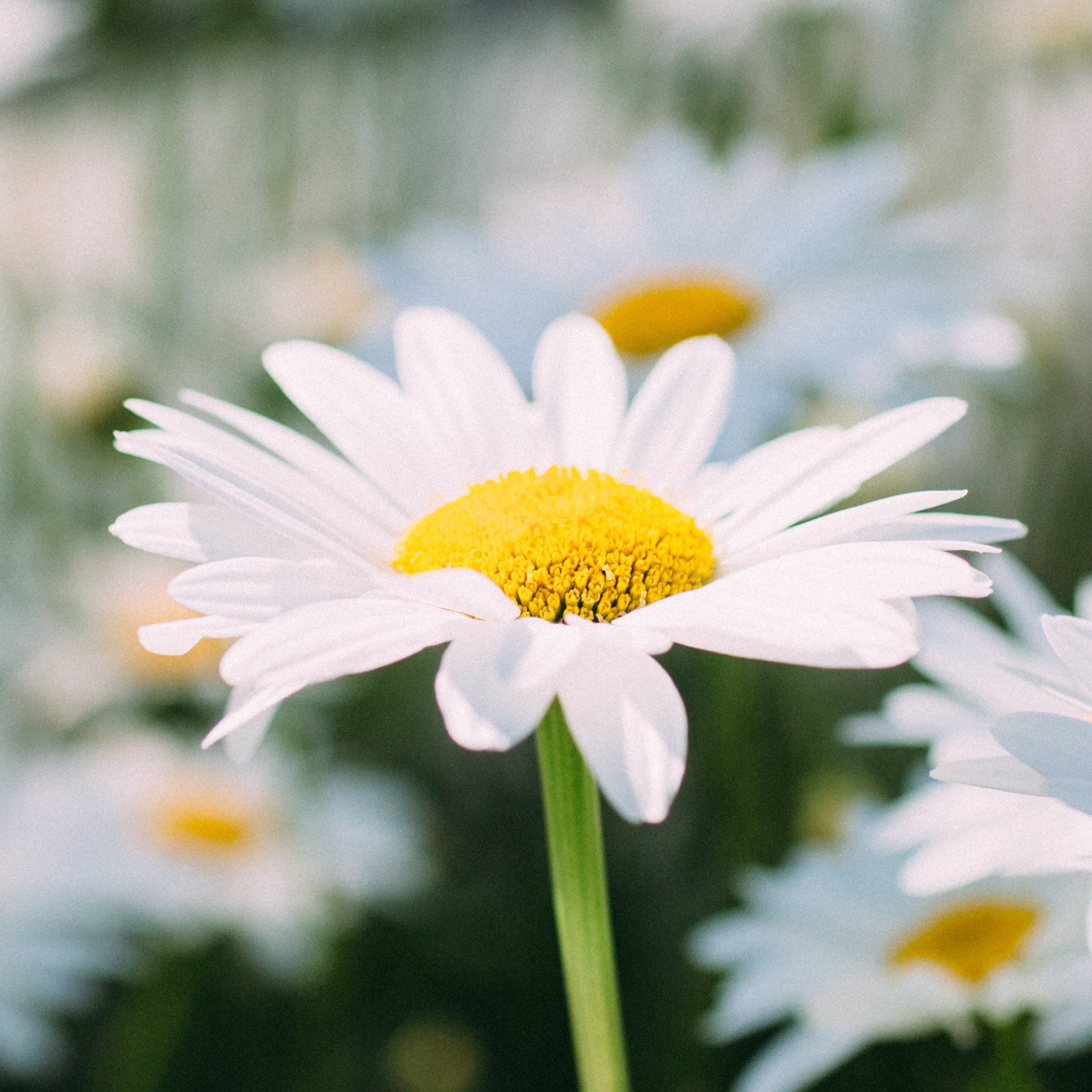 Powassan Flowers - Real Local Florist