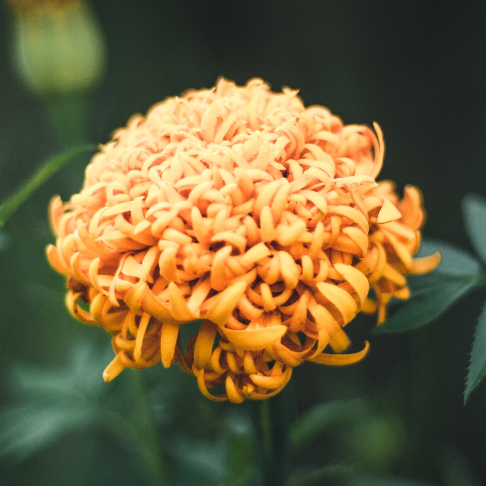 Red Rose Florist - Real Local Florist