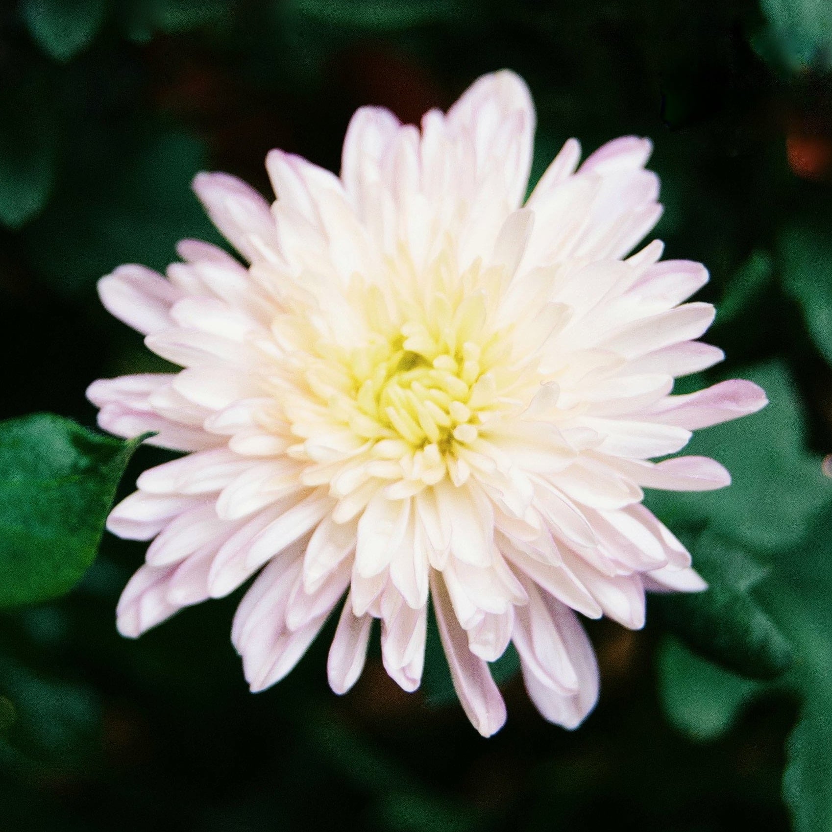 Alice Octavia Floral Shoppe - Real Local Florist