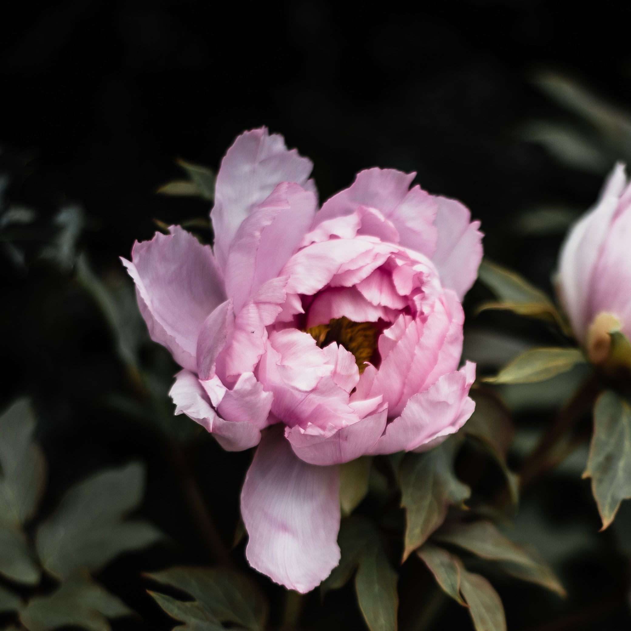 Amedeo's Florist - Real Local Florist