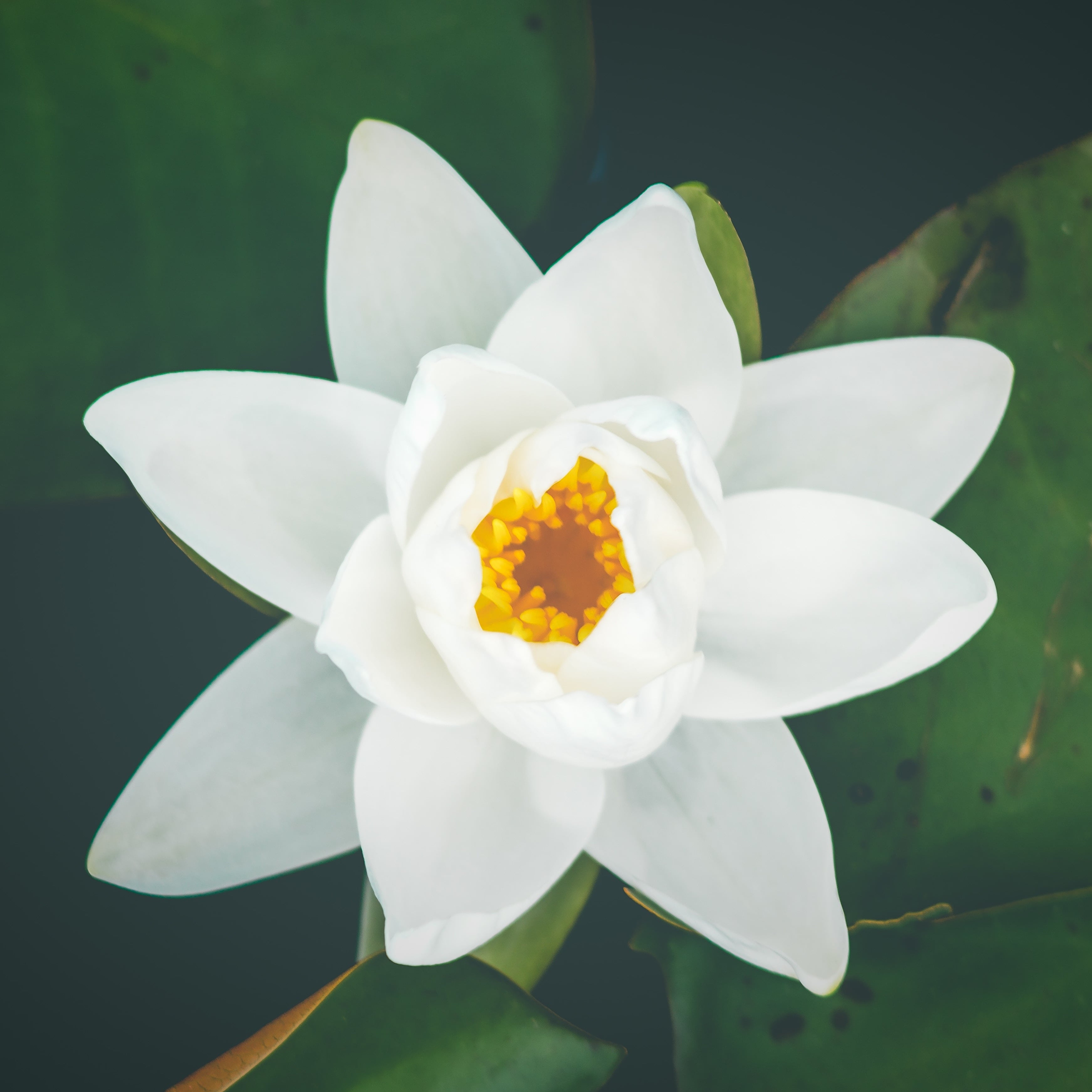 Everblooming Floral & Gift - Real Local Florist