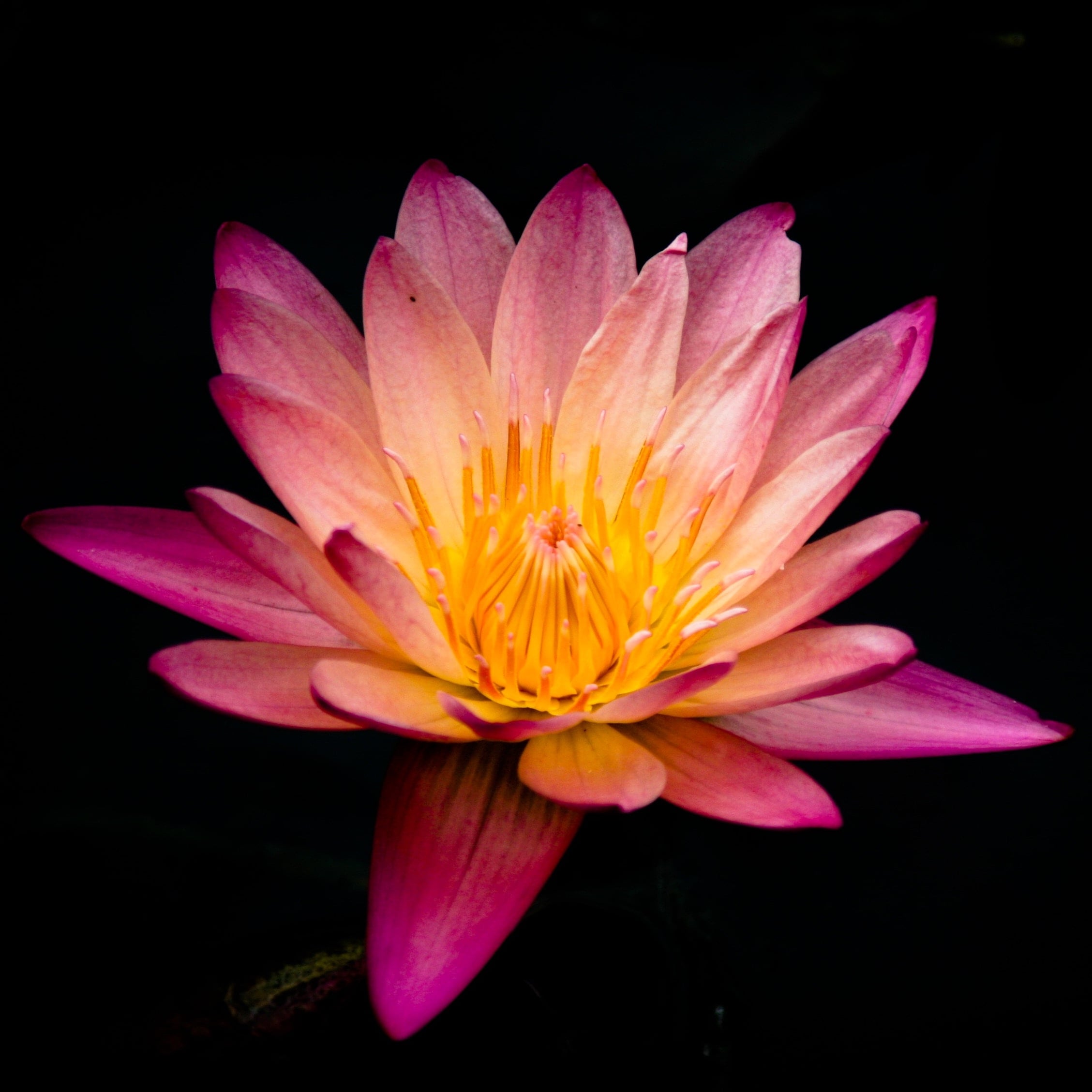Sunset Florist & Greenhouse - Real Local Florist