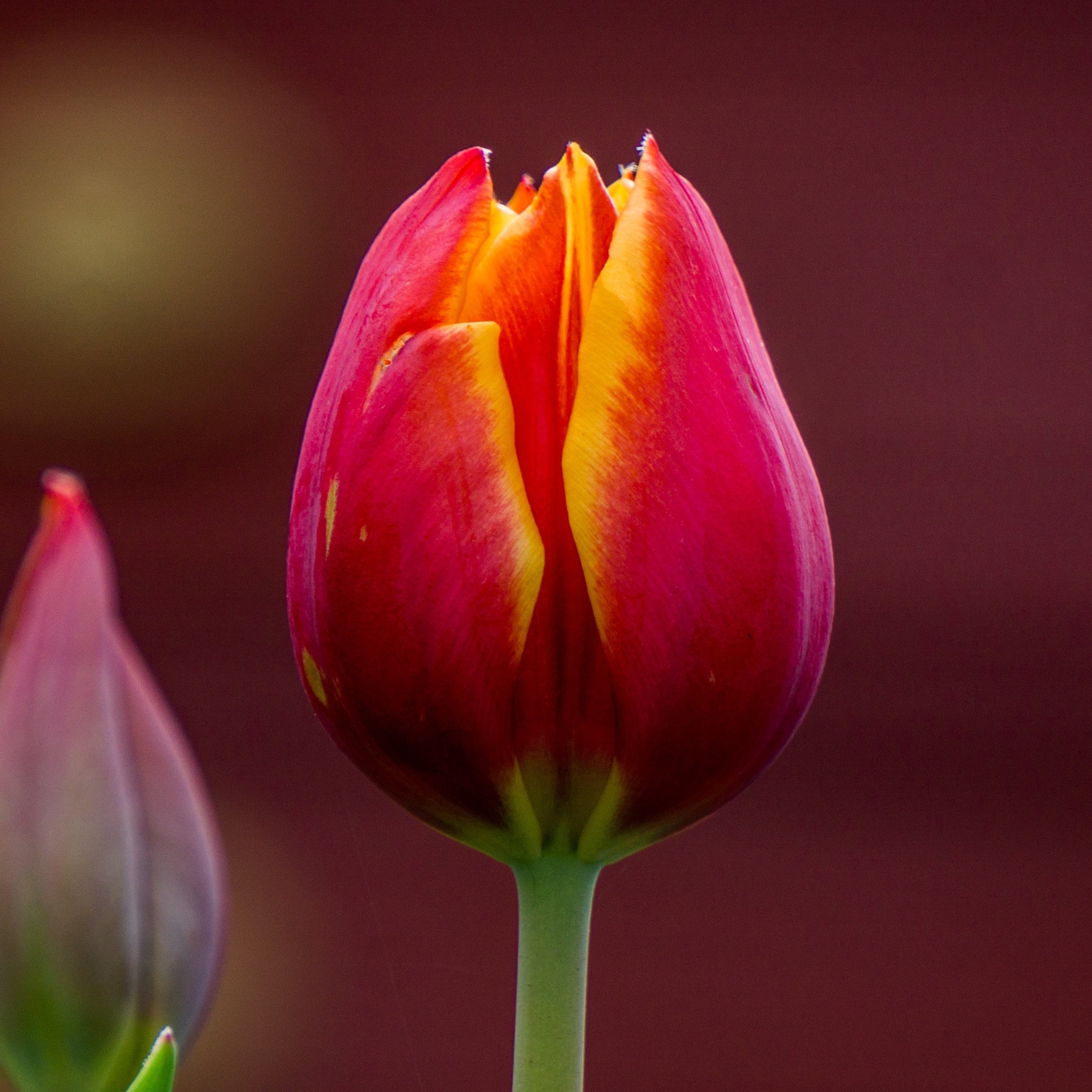 Creations From The Heart - Real Local Florist