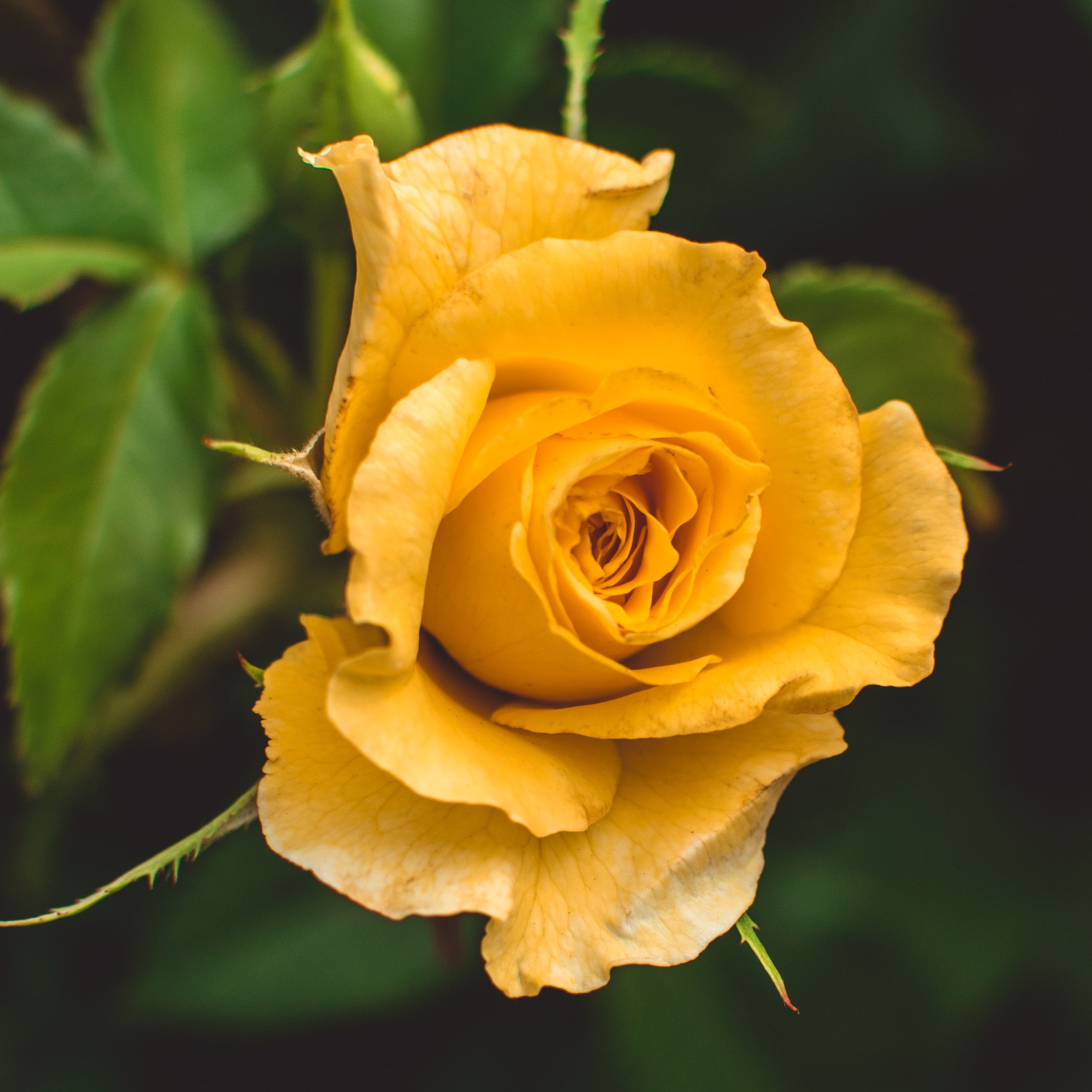 The Perfect Touch Florist - Real Local Florist
