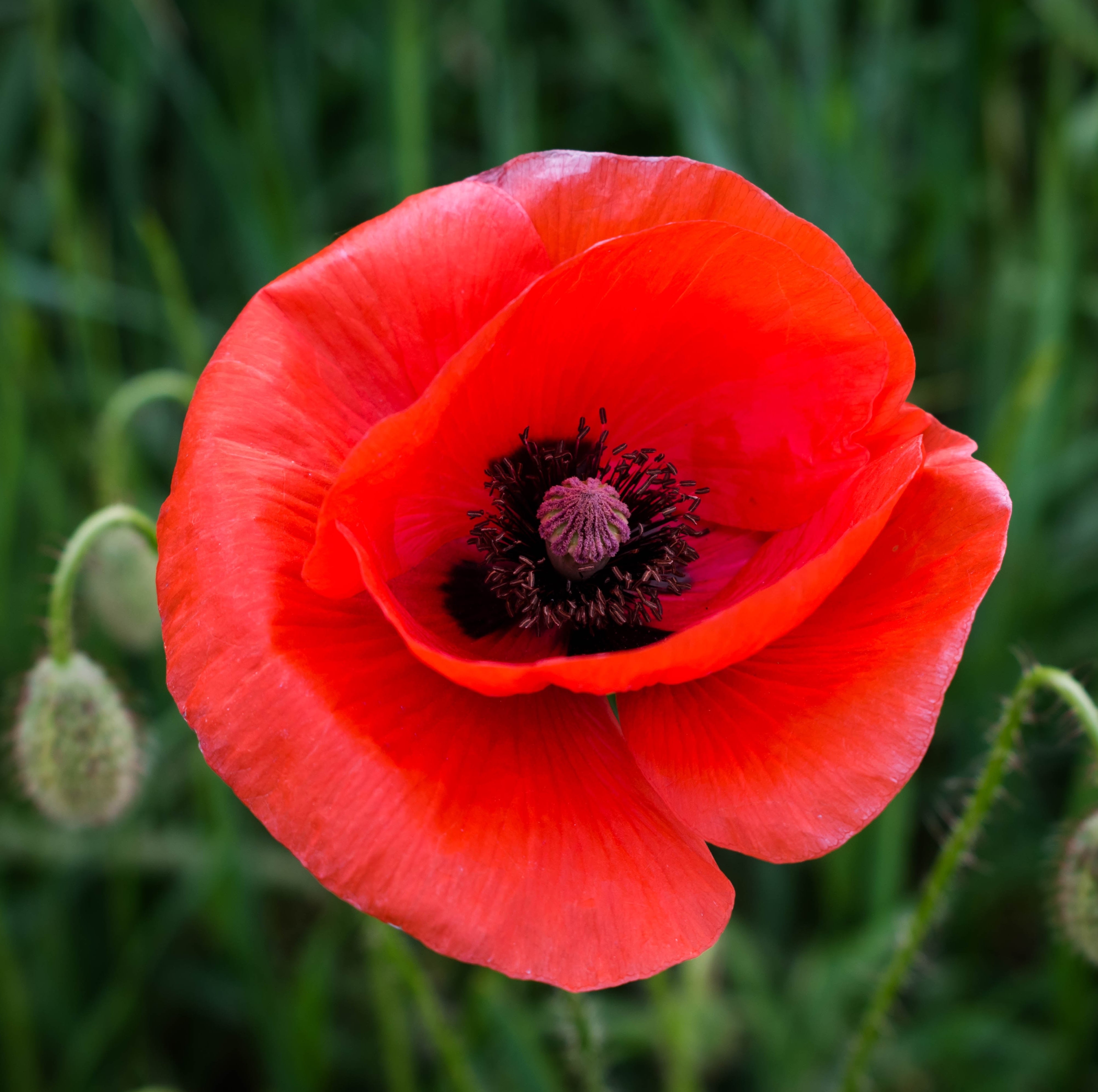 Lawrence Florist - Real Local Florist