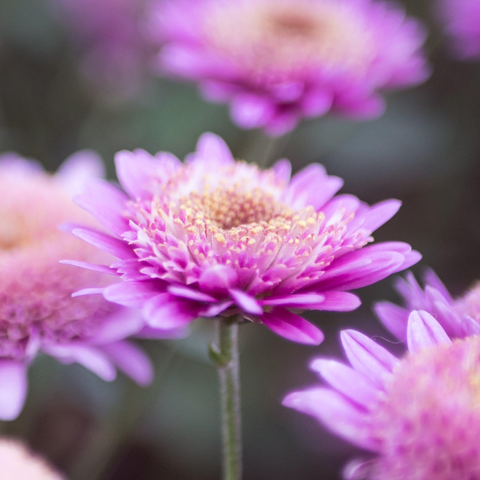 Sid's Flowers and More - Real Local Florist