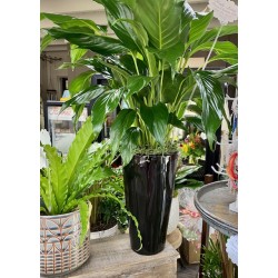 Plants Plants