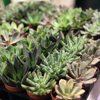 Desktop Gallery Entry 10