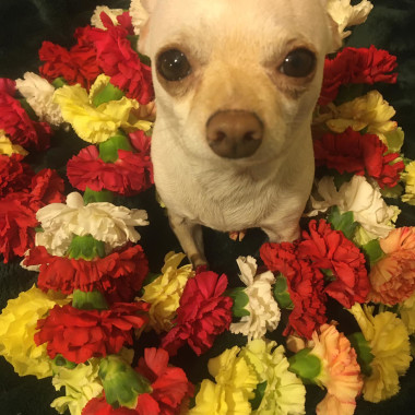 Desktop Gallery Entry 0