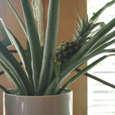 Desktop Gallery Entry 10