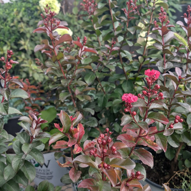 Desktop Gallery Entry 11