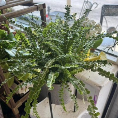 Desktop Gallery Entry 15