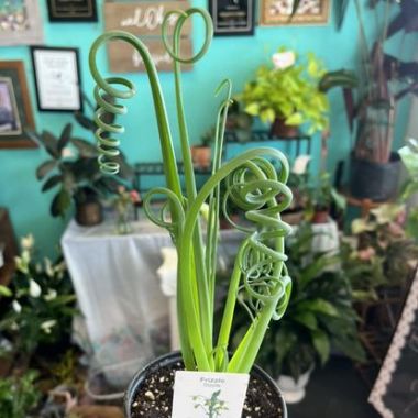 Desktop Gallery Entry 14