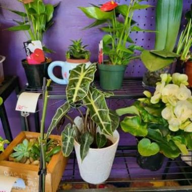 Desktop Gallery Entry 13