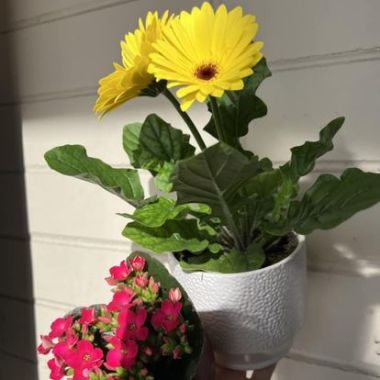 Desktop Gallery Entry 16