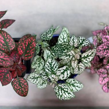 Desktop Gallery Entry 10