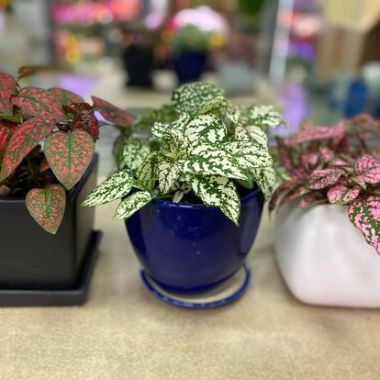 Desktop Gallery Entry 9