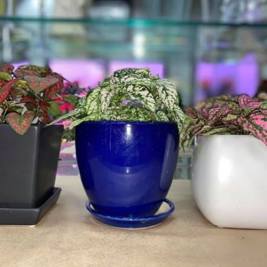 Desktop Gallery Entry 8