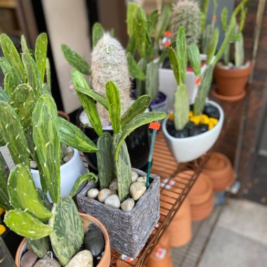 Desktop Gallery Entry 17