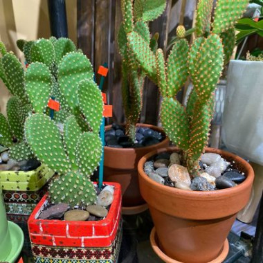 Desktop Gallery Entry 14