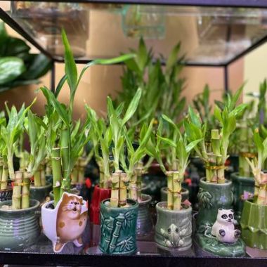 Desktop Gallery Entry 13