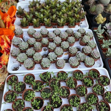 Desktop Gallery Entry 11