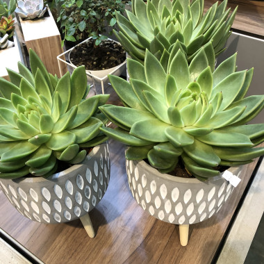 Desktop Gallery Entry 2