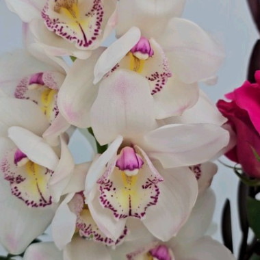 Desktop Gallery Entry 15