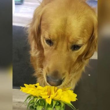 Desktop Gallery Entry 4