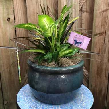 Desktop Gallery Entry 0