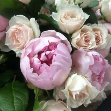 Desktop Gallery Entry 7