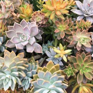 Desktop Gallery Entry 5