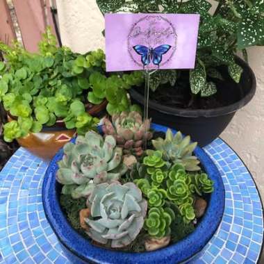 Desktop Gallery Entry 4