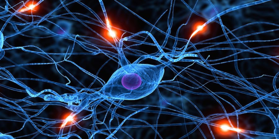 synapses-web