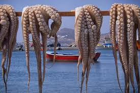 Tunisia imposes a total ban on octopus fishing to protect marine resources.