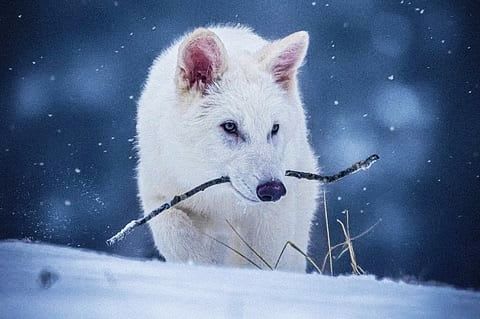 Cloning the fearsome wolf: Reviving an extinct creature for the first time in 13,000 years.