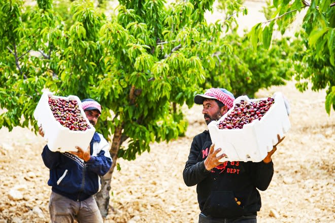 Nisan donu %90'lık bir kısmını Quneitra kirazlarına zarar verdi ve çiftçiler için büyük kayıplara neden oldu.