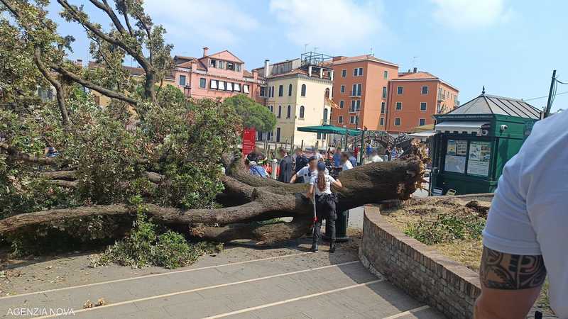 Italie... un arbre centenaire blesse des dizaines de personnes