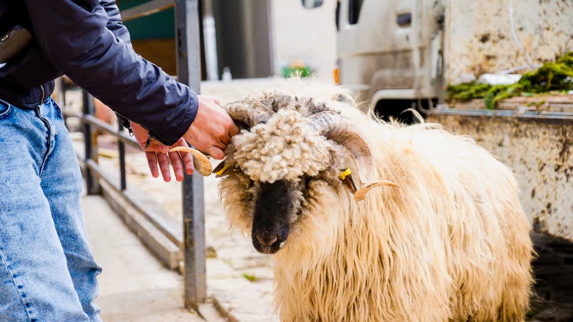 Slaughtering sacrificial animals in Turkey sends hundreds to hospitals on the first days of Eid.