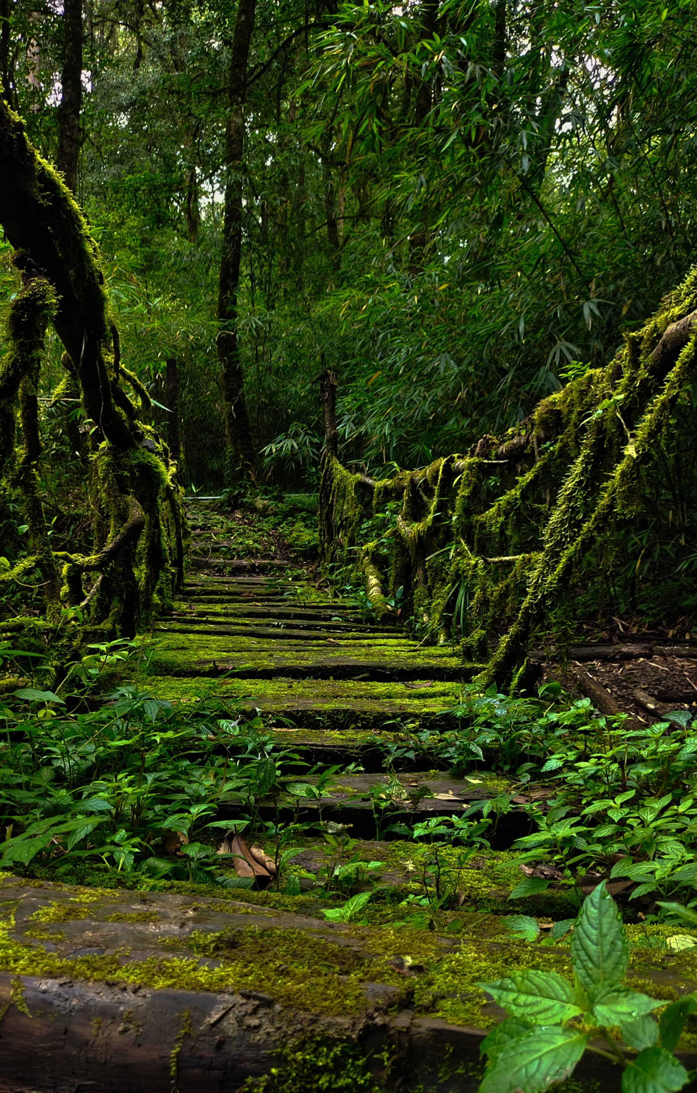 Meghalaya Backpacking — photo 1