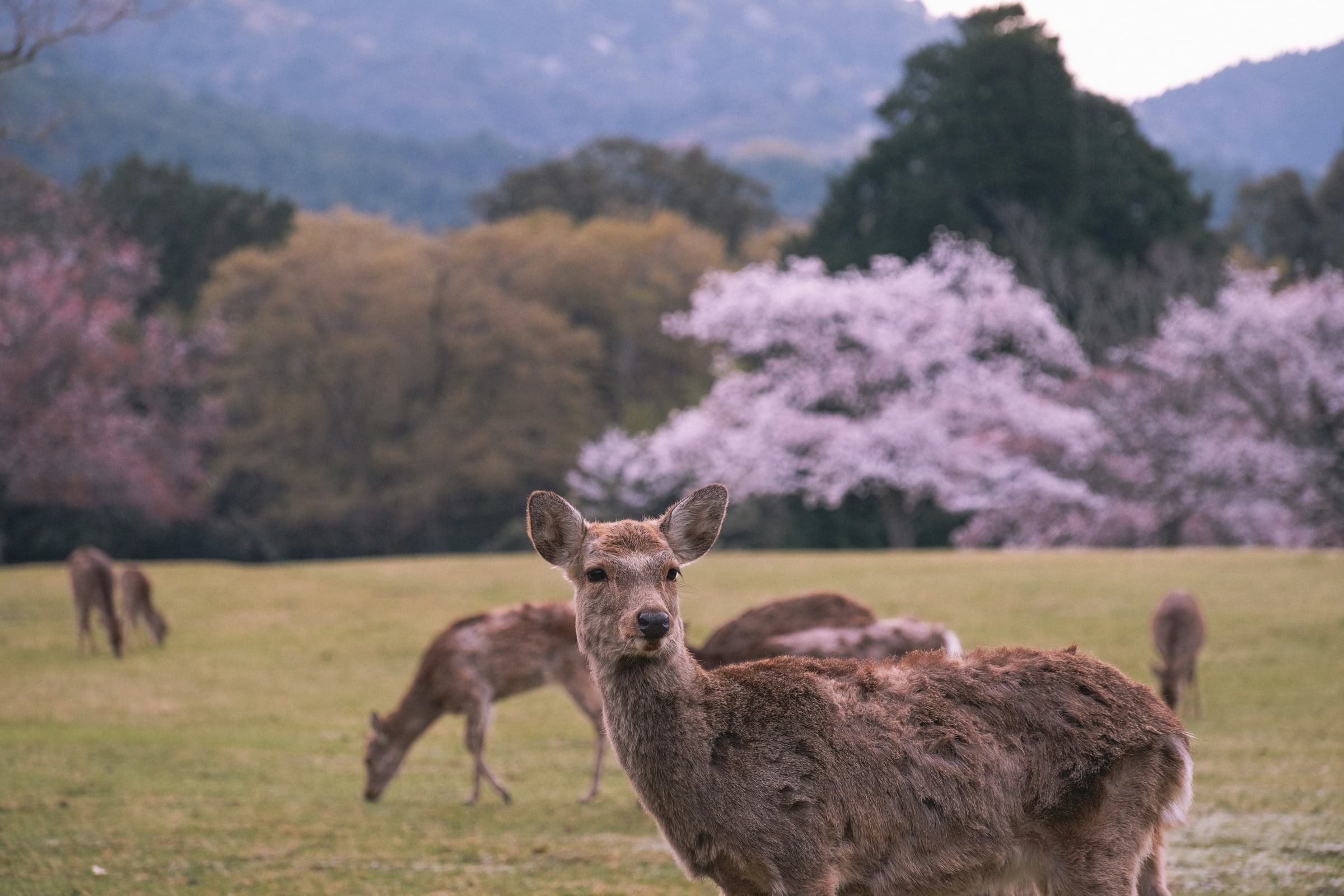 Japan Tour Itinerary — photo 4